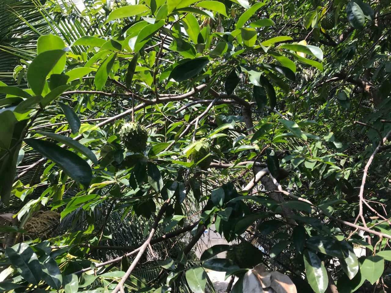 Suwani Pinnawala Homestay Kültér fotó